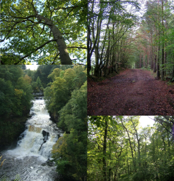 Clyde Valley Woodlands National Nature Reserve