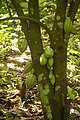 Cacao dans la réserve des Mont Nimba.jpg
