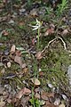 Caladenia chlorostyla New Zealand - Marlborough Havelock