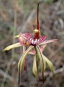 Caladenia doutchiae