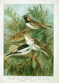 Calcarius lapponicus (2 upper birds) and Plectrophenax nivalis (2 lower birds)