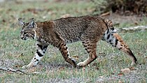 A living Lynx rufus, or bobcat Calero Creek Trail Bobcat.jpg