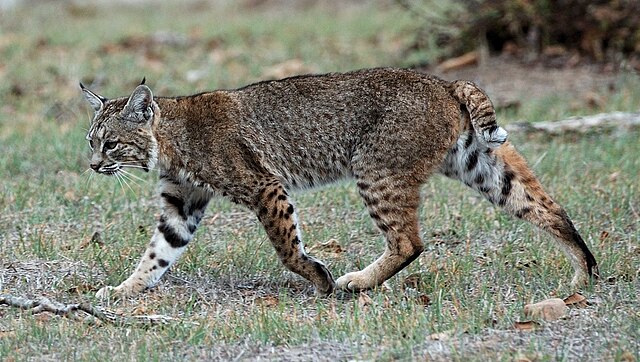 Bobcat - Wikipedia