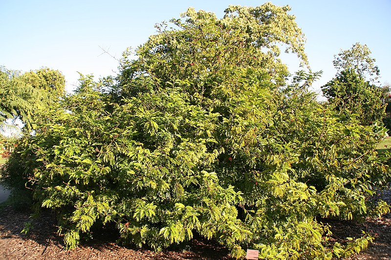 File:Calliandra haematocephala 14zz.jpg