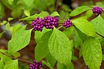 Callicarpa americana üçün miniatür