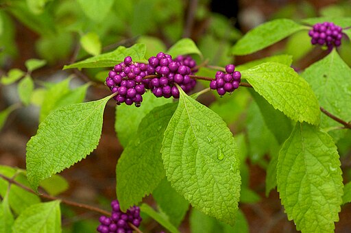 Callicarpa americana 2