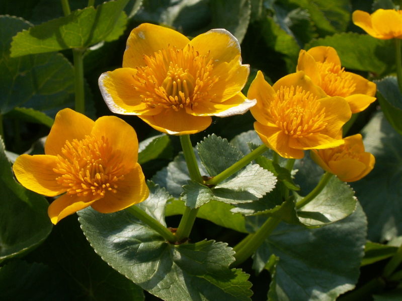 File:Caltha palustris1.jpg