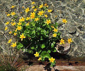 Caltha palustris