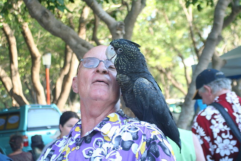 File:Calyptorhynchus banksii -Mindil Beach Market-8a.jpg