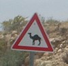 Camel-roadsign.jpg