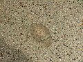 Con mực con trốn trên bề mặt đáy cát.