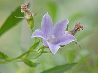 Campanula lasiocarpa