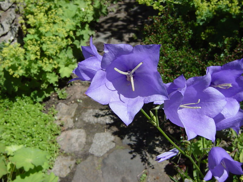 File:Campanula persicifolia 01-Juni.jpg