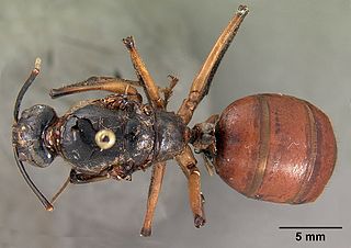 Bộ sưu tập Côn trùng - Page 27 320px-Camponotus_gigas_borneensis_casent0102138_dorsal_1