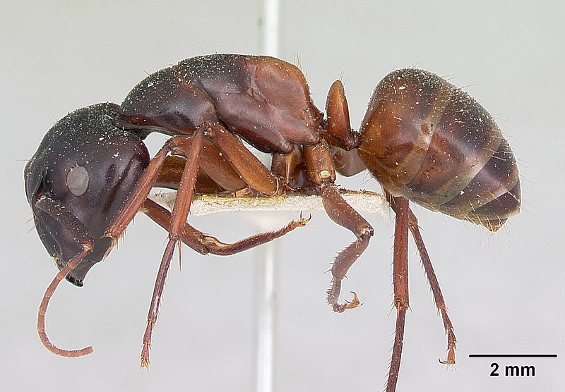 File:Camponotus maccooki casent0103419 profile 1.jpg