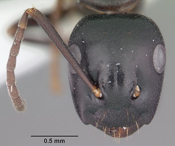 File:Camponotus nearcticus casent0103685 head 1.jpg