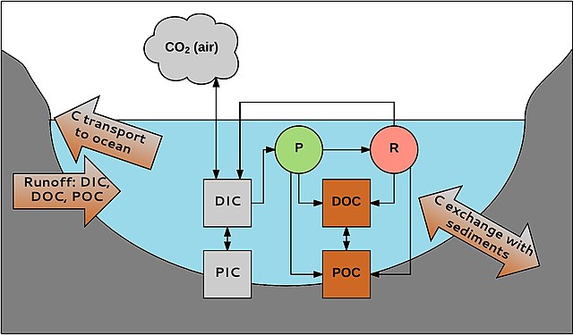 DOC and POC — DIC and PIC Inland waters primarily receive carbon from terrestrial ecosystems. This carbon (1.9 Pg C y−1) is transported to the oceans 