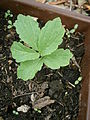 Cardamine bulbifera seedling