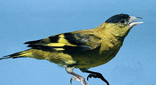 Andean siskin Species of bird