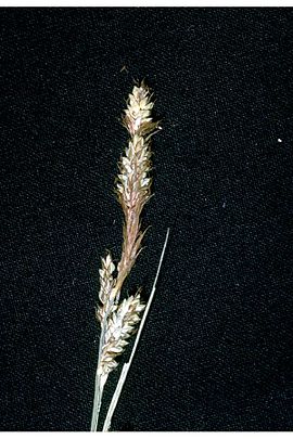Carex buxbaumii.jpg
