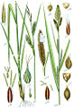1: C. vesicaria 2: Carex acutiformis