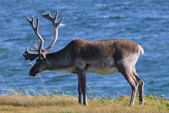 Caribou (Rangifer tarandus)