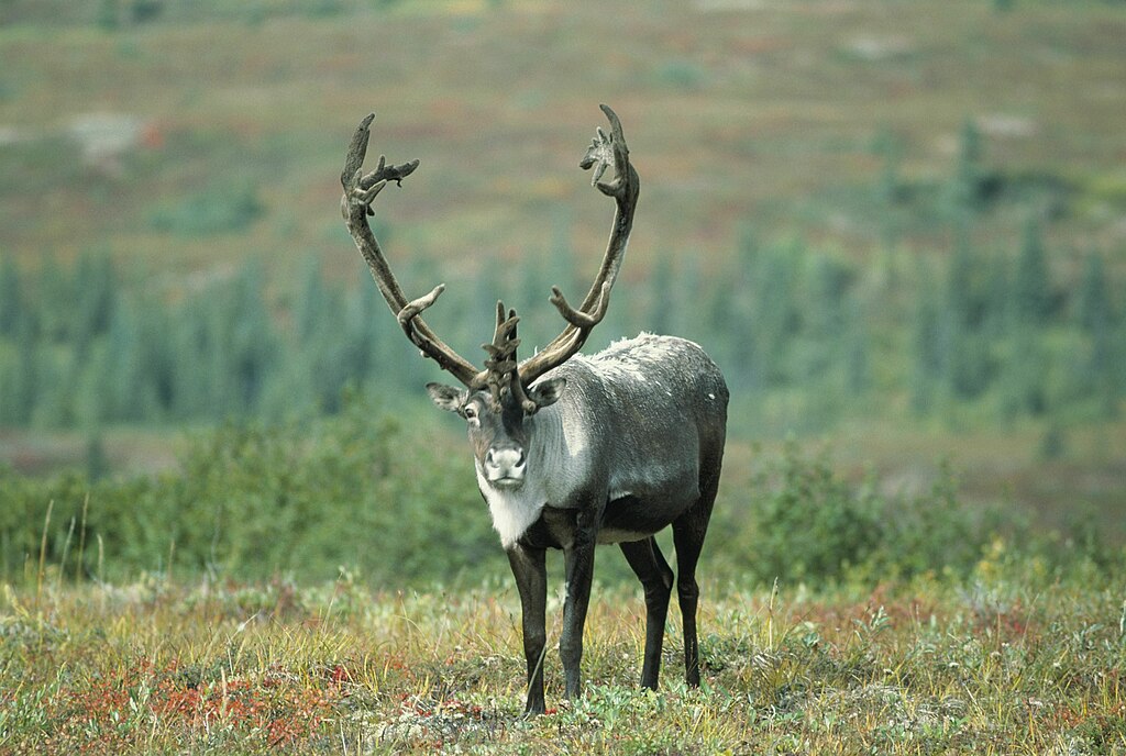 File:Caribou animal  - Wikimedia Commons