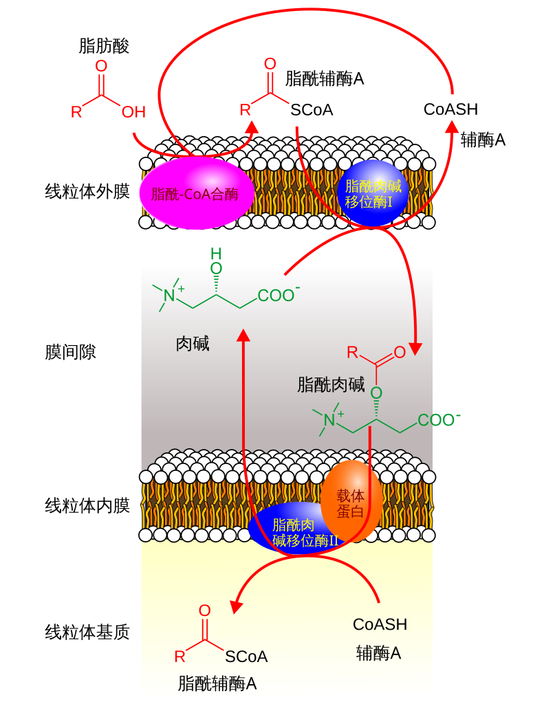 791px Carnitine_shuttle_(zh cn)