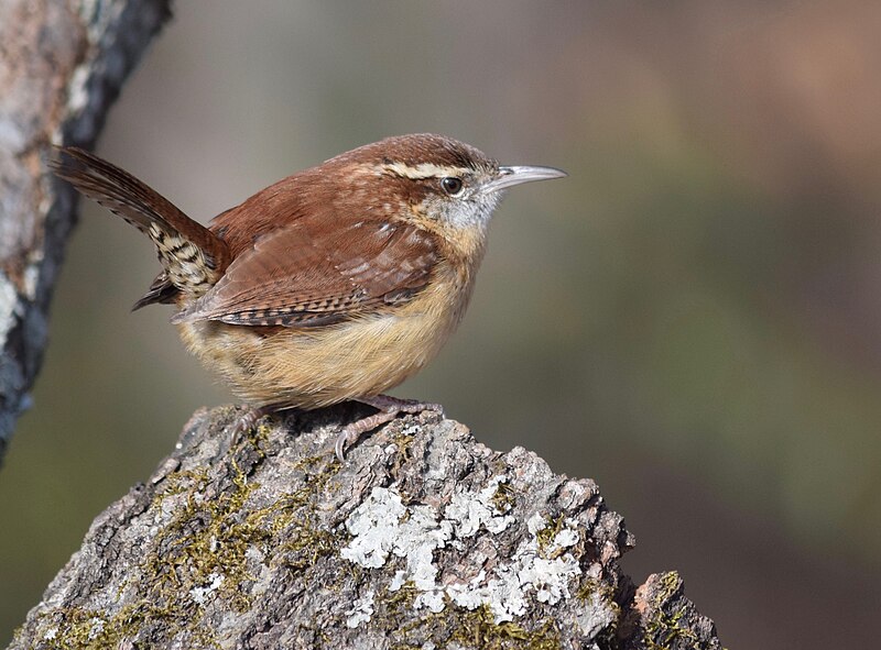 File:Carolina Wren (31454660907).jpg