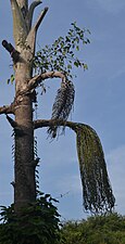 Ficus hemipifita sobre un Caryota urens