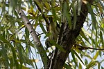 Thumbnail for File:Cassin's Vireo San Pedro House Sierra Vista AZ 2018-11-01 11-33-15 (48199224832).jpg