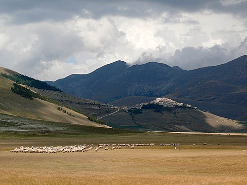 Piani di Castelluccio     Sheep