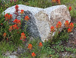 Peirsons paintbrush (Castilleja peirsonii) red flowers around rock