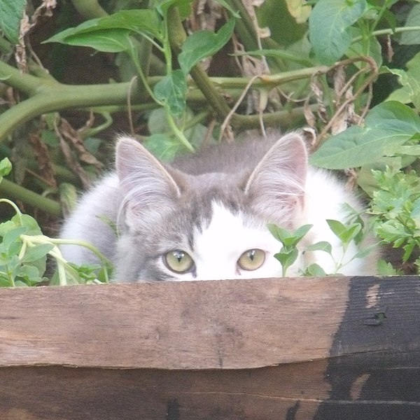 File:Cat Mio (2013 photo; cropped 2022).JPG