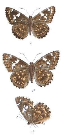 Male on top and females below CelaenorrhinusAmbareesa 759.jpg