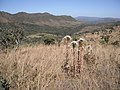 Cf Paepalanthus chiquitensis na Chapada dos Veadeiros - Goiás 1.jpg