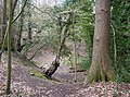 The chalk pit in Lesnes Abbey Woods at Abbey Wood.