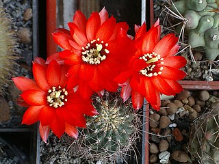<i>Chamaecereus saltensis</i> Species of cactus