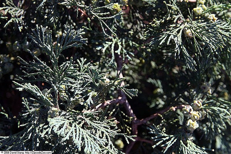 File:Chamaecyparis thyoides Glauca Pendula 3zz.jpg