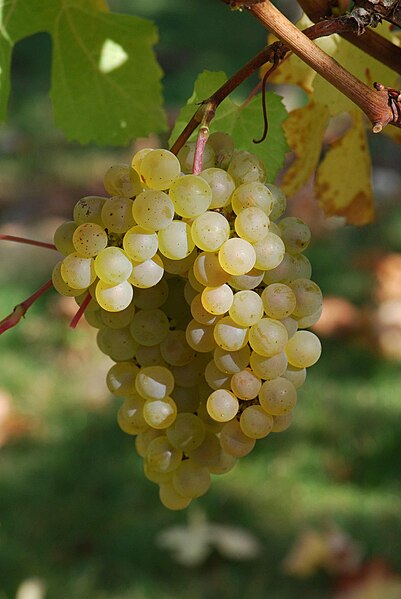 File:Chardonnay raisin cherves.jpg