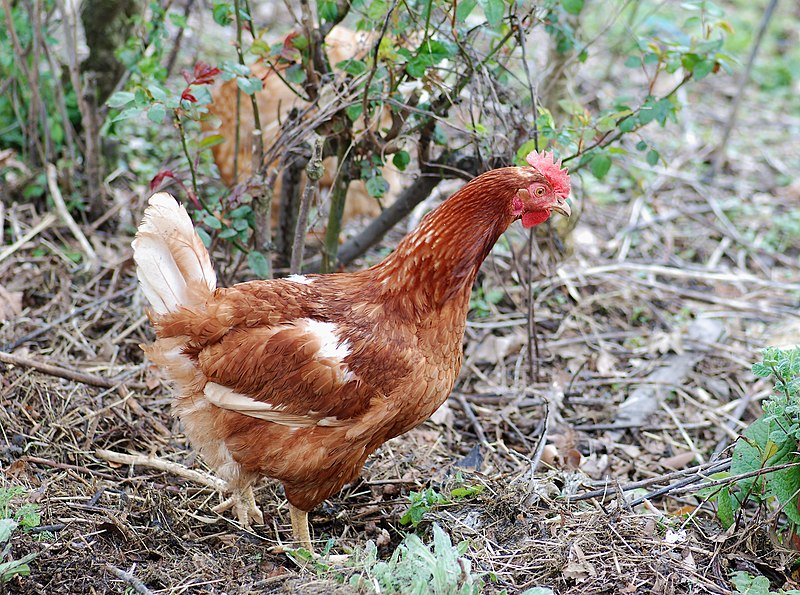 File:Chicken March 2010-1.jpg