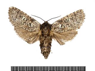 <i>Chilecomadia valdiviana</i> Species of moth