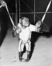 Enos, first American in orbit Chimpanzee Enos.jpg