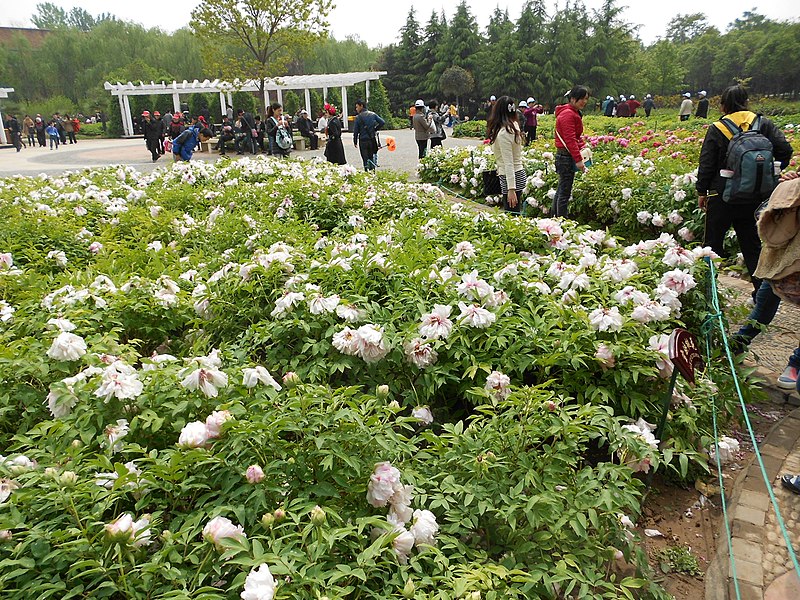 File:China National Flower Garden - panoramio.jpg