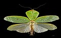 Imitación de follas: Choeradodis ten ás anteriores que imitan follas e un tórax verde alargado.