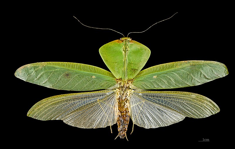 File:Choeradodis stalii MHNT dos.jpg