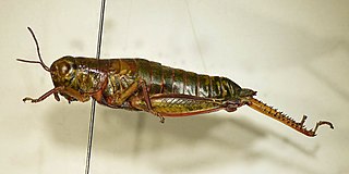 <i>Chortopodisma</i> Species of grasshopper