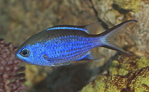 Rabo de andorinha azul (Azurina cyanea)