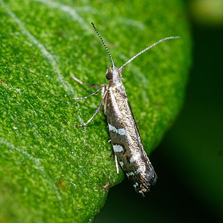 <i>Chrysorthenches glypharcha</i> Species of moth endemic to New Zealand