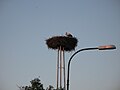 Ciconia ciconia nest in Rusovce 20140614 1b.JPG